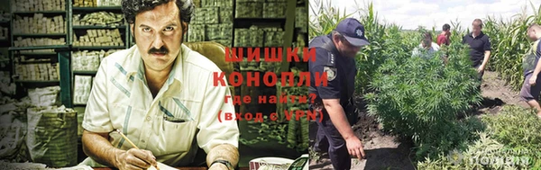 прущие грибы Михайловск